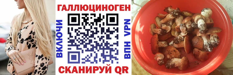 Купить где  Кодинск  Галлюциногенные грибы MAGIC MUSHROOMS 